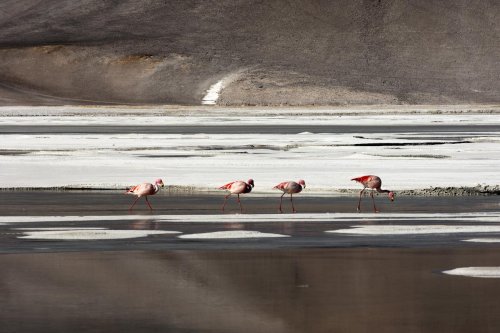 Chili. Altiplano. Flamands roses sur la Laguna de Aguas Calientes sur la route du Paso Sico.(V 2007-1197)
