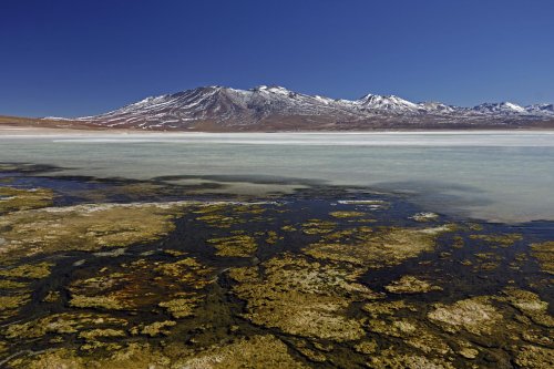 Bolivie. Altiplano. Laguna Blanca.(V 2007-1348)