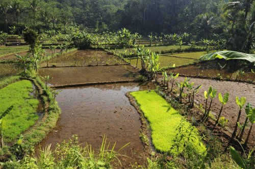 Java. Rizières dans  la région de Yogyakarta.(VOY 09-0255)