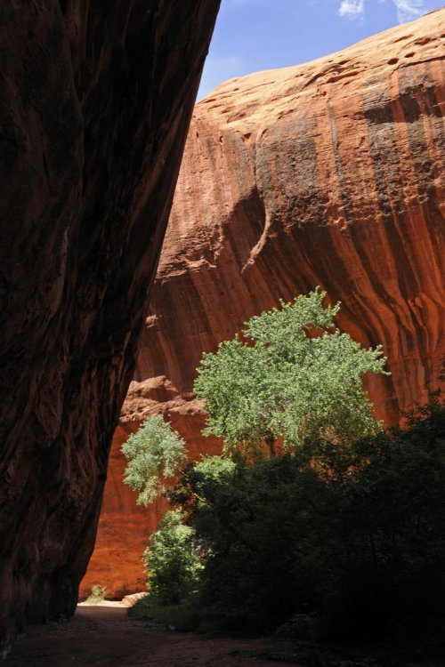 Parc d'Escalante (Utah). Neon Canyon.(VOY 09-1171)