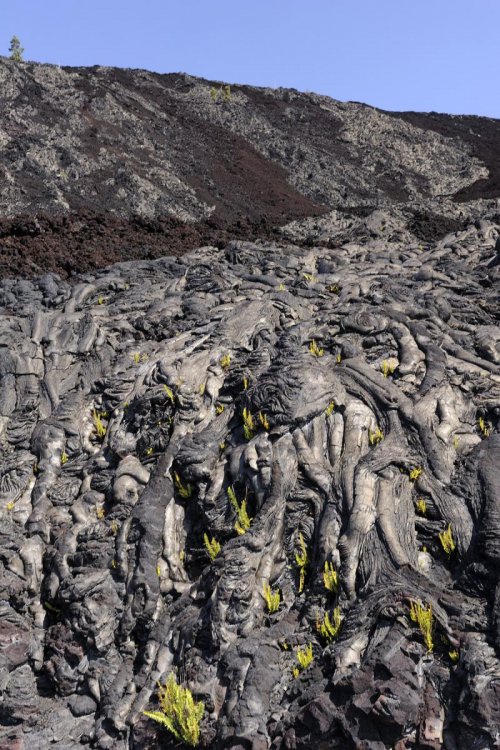 Hawaï - Volcano National Park (Big Island): coulées de laves pahoéhé.(VOY 10-0073)