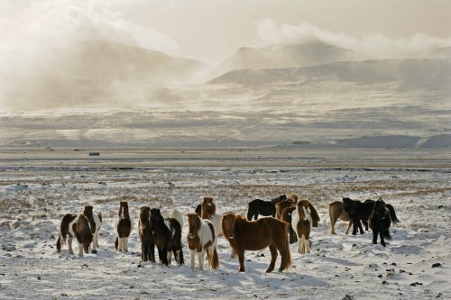 Islande - Chevaux islandais dans prairies enneigées (région de Blonduos)(VO 11-0405)