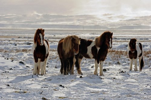 Islande - Chevaux islandais dans prairies enneigées (région de Blonduos)(Vo 11-0407)