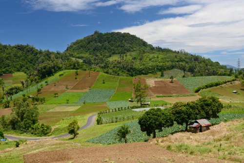 Sulawesi (Indonésie) - collines cultivées dans la région de Tomahon(VO 12-0756)