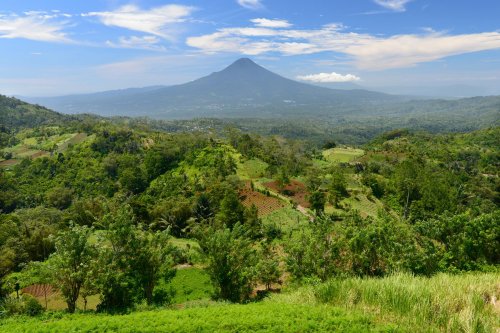 Sulawesi (Indonésie) - Région de Tomahon. Cultures et forêt, volcan en fond.(VO 12-0763)