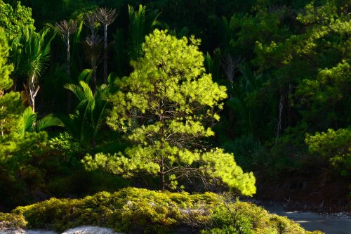 Sulawesi (Indonésie) - Arbre sur un site des solfatars dans la région de Tomahon(VO 12-0776)