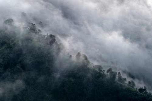 Sulawesi (Indonésie) - Abres dans la brume sur les pentes du volcan Soputan(VO 12-0846)
