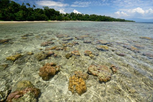Sulawesi (Indonésie) - Ile de Bunaken. Mer transparente avec coraux près du rivage.(VO 12-0876)