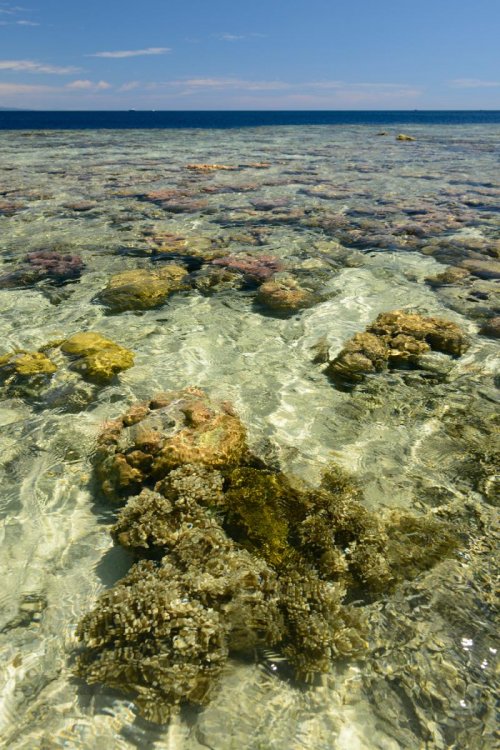 Sulawesi (Indonésie) - Ile de Bunaken. Mer transparente avec coraux près du rivage.(VO 12-0879)