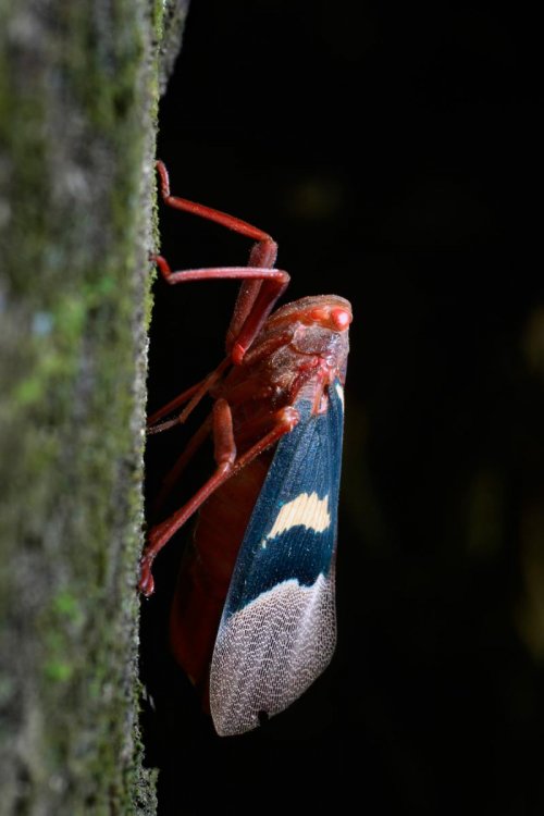 Sulawesi (Indonésie) - Parc national de Tongkoko : cigale sur un tronc d'arbre(VO 12-0943)