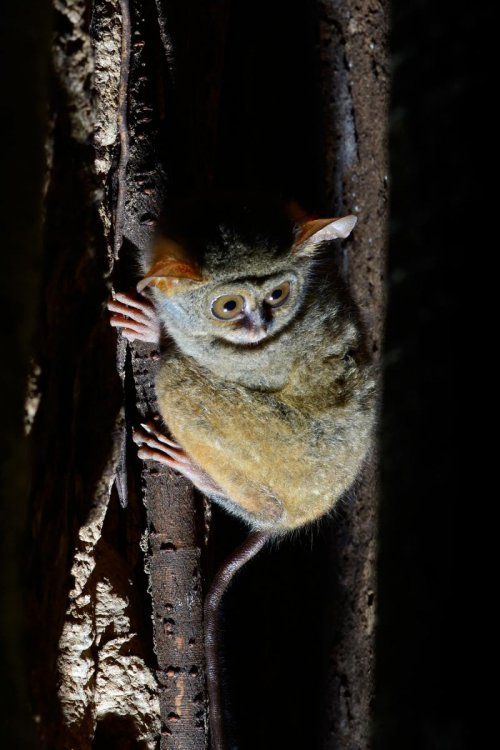 Sulawesi (Indonésie) - Parc national de Tongkoko : tarsier sur un tronc d'arbre.(VO 12-0953)