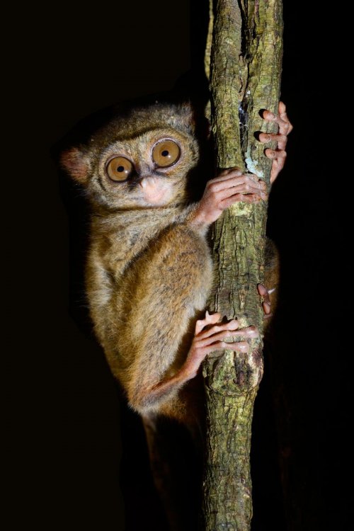 Sulawesi (Indonésie) - Parc national de Tongkoko : tarsier sur un tronc d'arbre.(VO 12-0958)