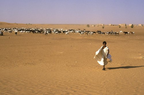 Désert de Mauritanie. Jeune berger et son troupeau.(VOY 02577)