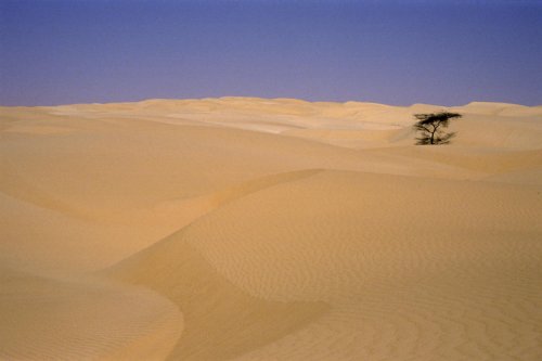 Désert de Mauritanie. Arbre isolé au milieu des dunes.(VOY 02600)