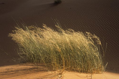 Désert de Mauritanie. Bouquet de graminées au pied d'une dune.(VOY 02678)