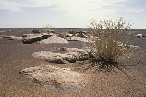 Désert de Mauritanie. Sol rocheux ponctué d'arbustes secs.(VOY 02739)