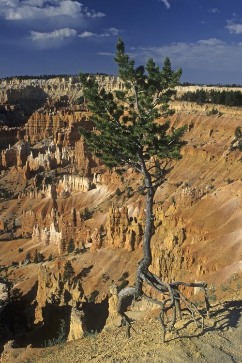 Bryce Canyon (Utah). Arbre à Sunrise Point.(V 05636)