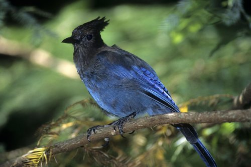 Muir Woods (Californie) : Steller's Jay(V 06200)