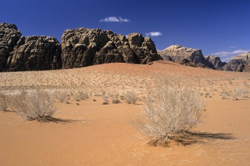 Désert du Wadi Rum.  Arbustes secs sur le sol sableux d'une vallée avec falaises de grès en fond.(VOY 06389)