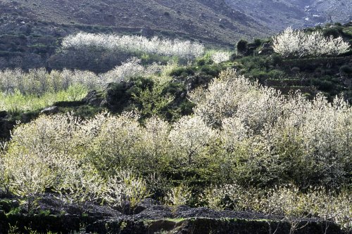 Haut-Atlas - Maroc(V 7326)