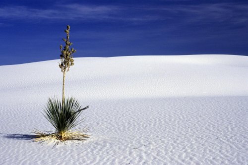 White Sands National Monument, New Mexico. Yucca sur sable de gypse.(V 08490)