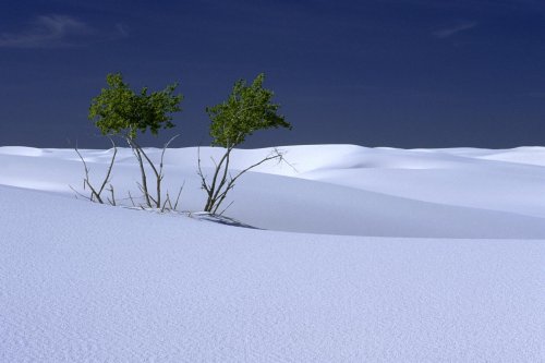 White Sands National Monument, New Mexico. Désert de gypse.(V 08530)