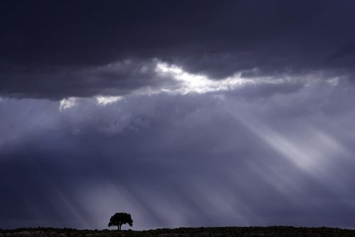Arbre dans rayons de soleil (Utah - USA)(V 08779)