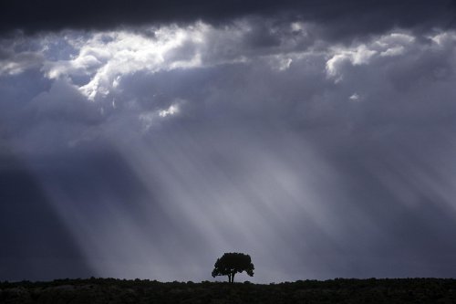 Arbre dans rayons de soleil (Utah - USA)(V 08780)