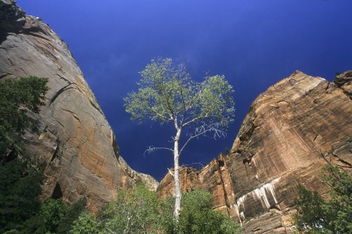Zion National Park (Utah) Falaises d'Emerald Pools.(V 09785)