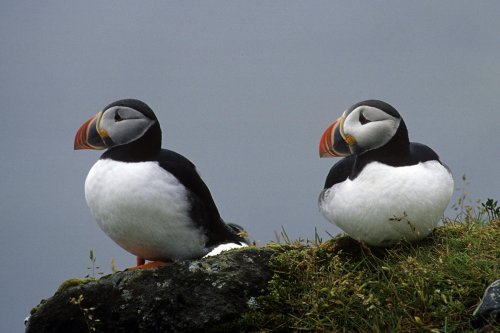 Islande. Macareux à la pointe de Dyrholaey.(V 09909)