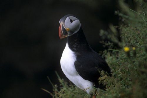 Islande. Macareux à la pointe de Dyrholaey.(V 09915)
