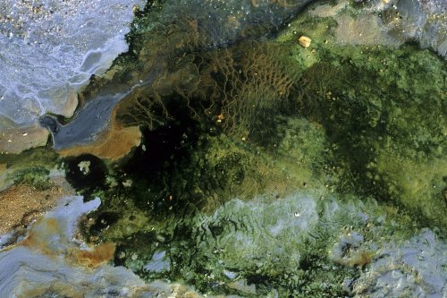 Islande. Massif du Kerlingarfjöll. Flaque avec algues colorées.(V 10740)