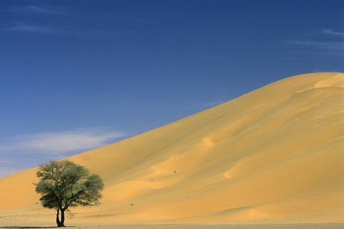 Arbre isolé au pied d'une grande dune (Erg Oubari au sud de Gadamès, Lybie)(V 11409)
