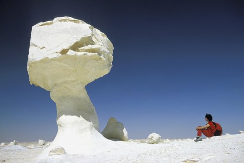 New White Desert. Champignon de craie(V 13981)