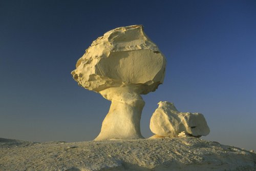 New White Desert. Champignon de craie(V 13984)