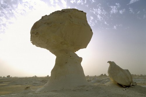 New White Desert. Champignon de craie(V 13998)