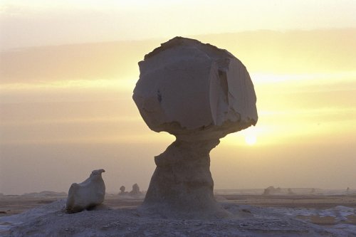 New White Desert. Champignon de craie(V 14003)