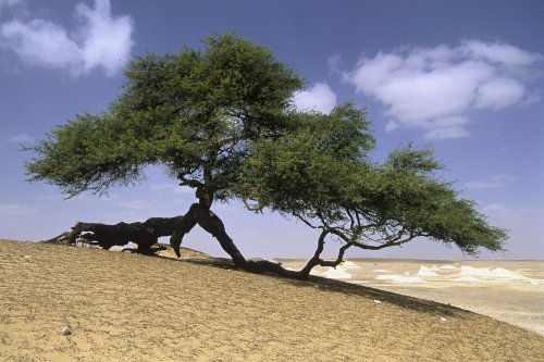 voy-14131-hd(voy-14131-hd.jpg)