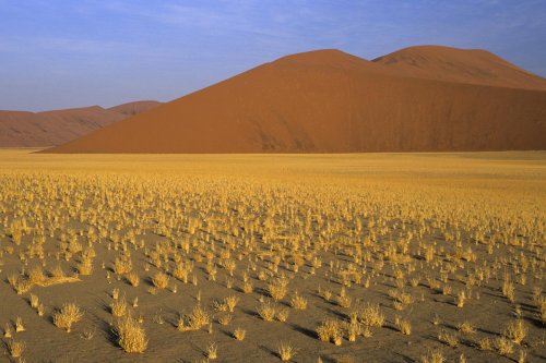 Dune géante de la vallée de la Tsauchab(V 15622)