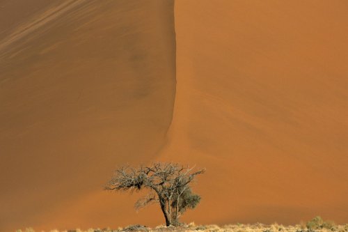 Désert du Namib.  Acacia au pied d'une dune(V 16072)