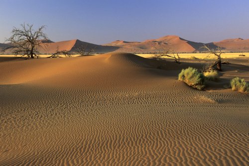 Désert du Namib. Petites dunes ua sud de Sesriem(V 16187)
