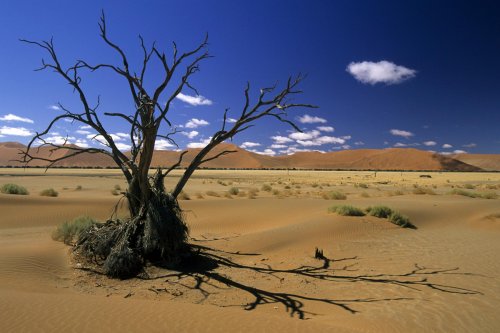 Désert du Namib. Paysage au sud d Sesriem(V 16222)