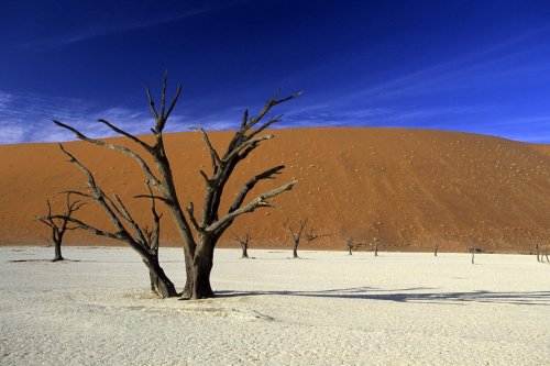 Désert du Namib. Acacias morts sur le pan de Deadvlei(V 16697)