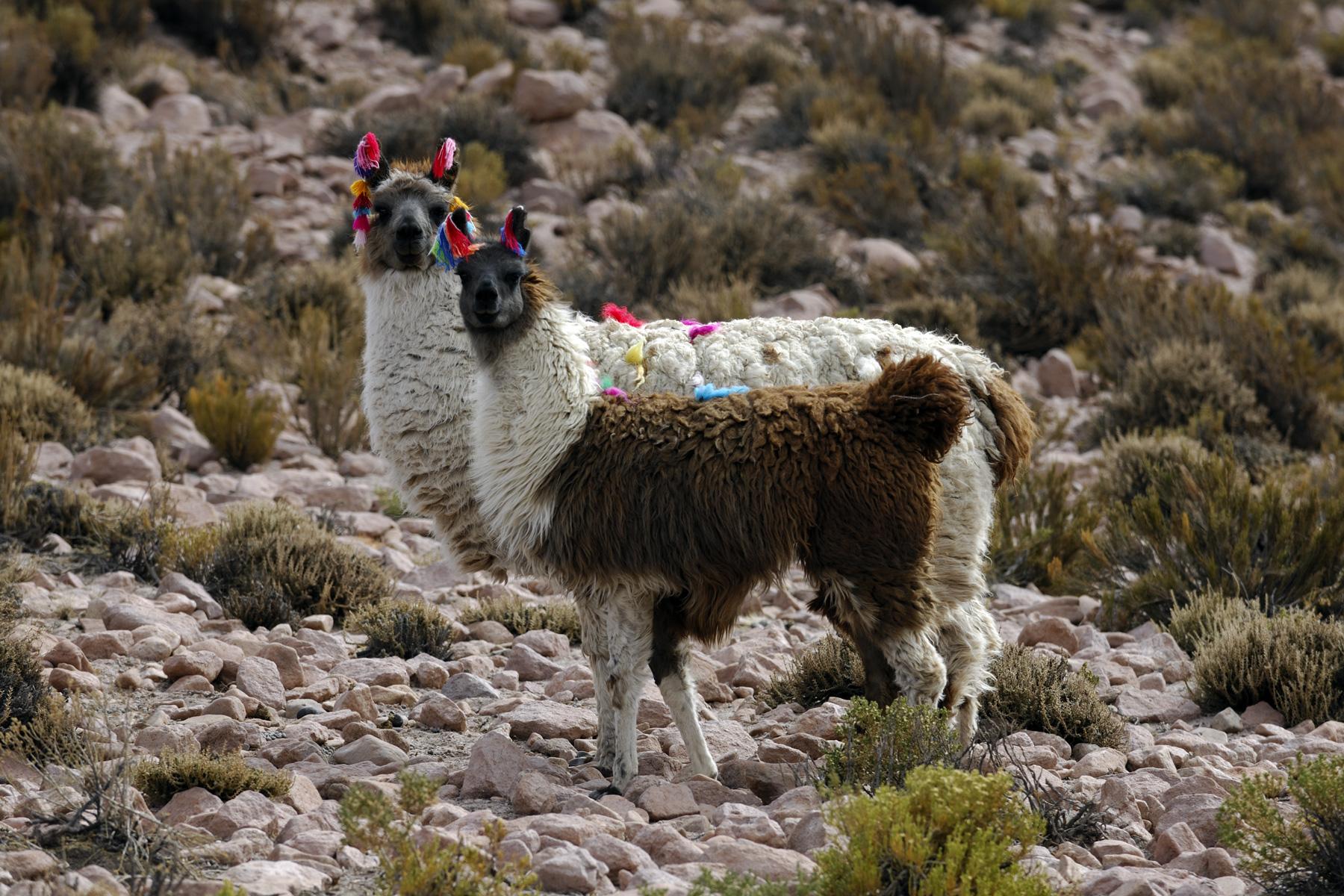 Chili. Lamas sur l'Altiplano.