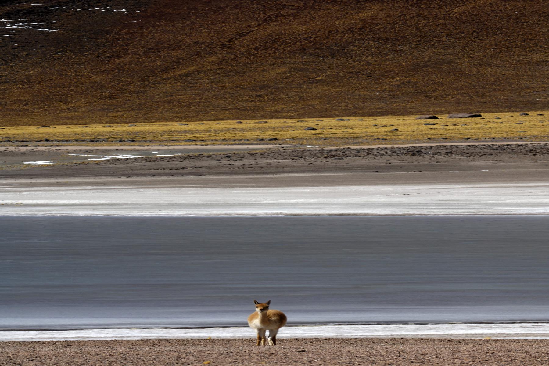 Chili. Altiplano. Vigogne au bord d'un lac.