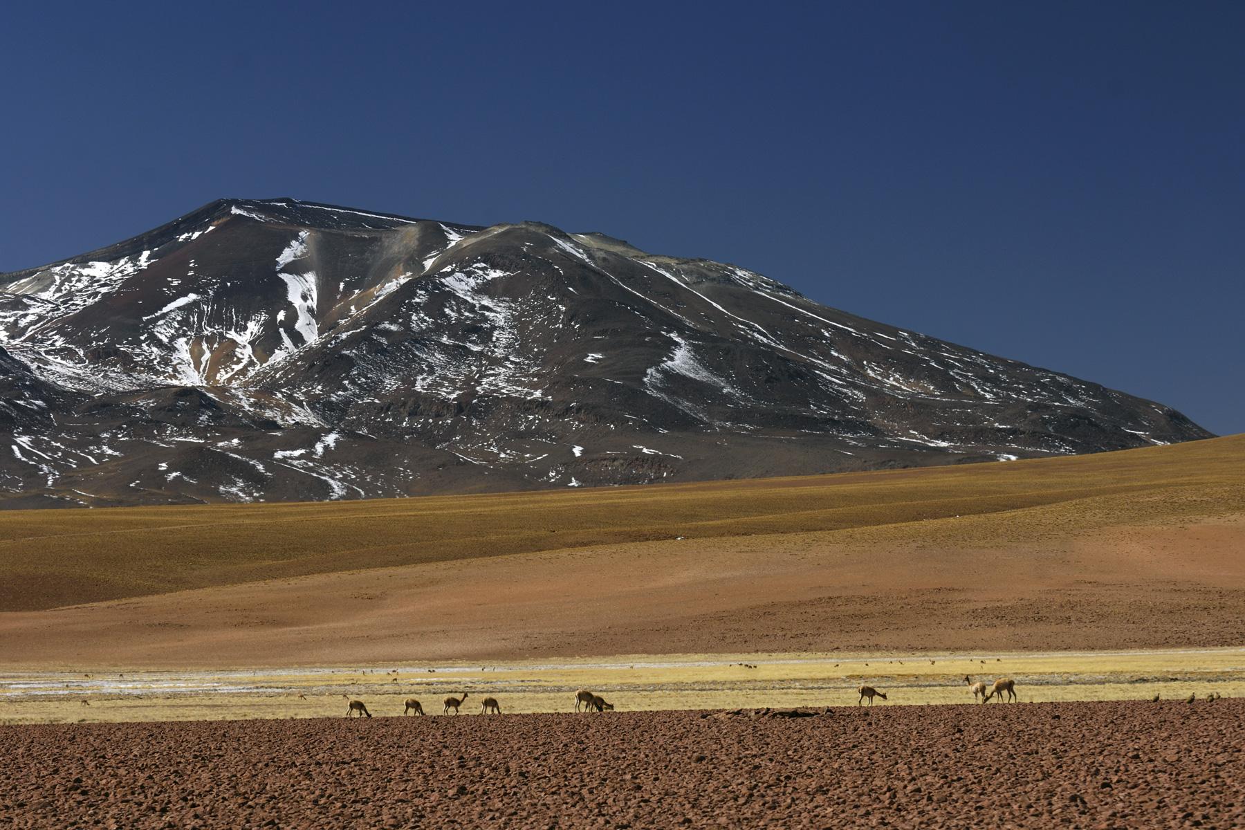 Chili. Altiplano. Volcan Putana entre San Pedro de Atacama et El Tatio.