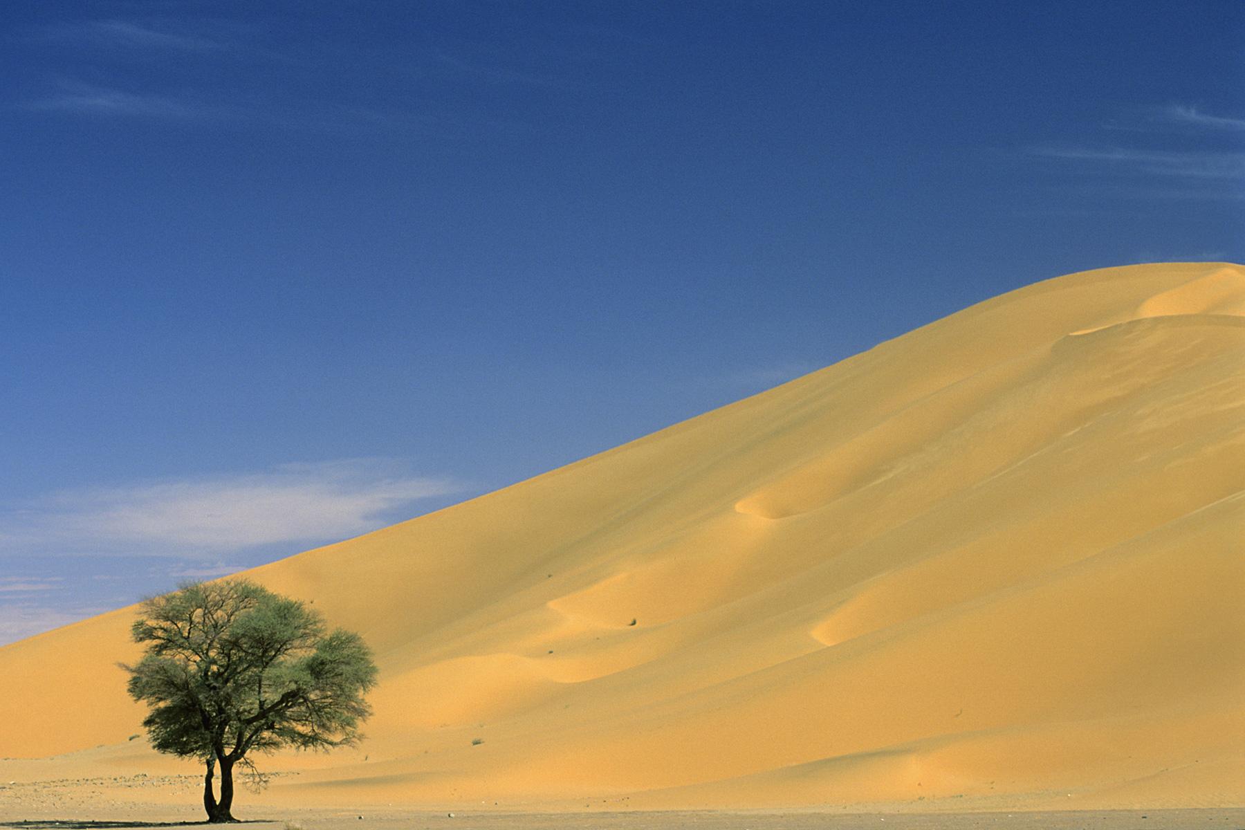 Arbre isolé au pied d'une grande dune (Erg Oubari au sud de Gadamès, Lybie)