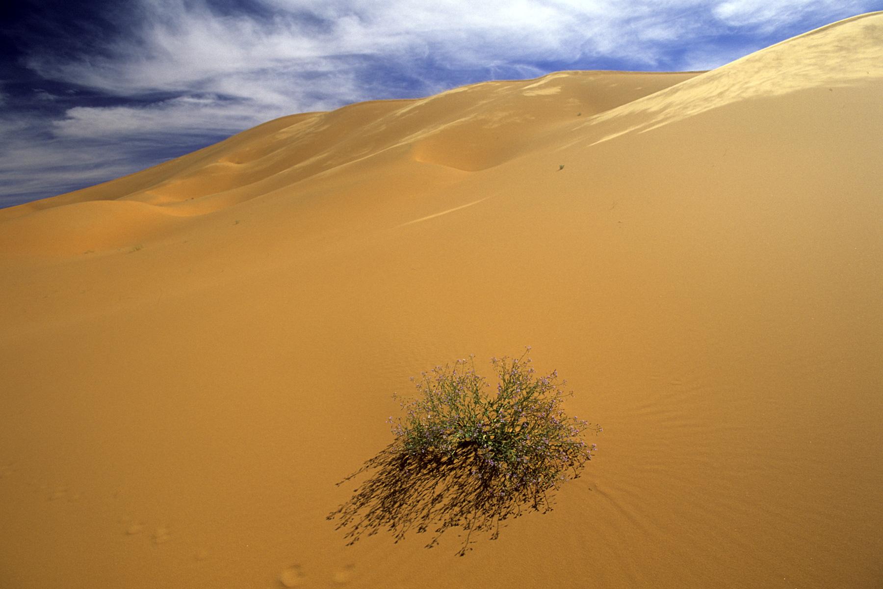 Arbuste fleuri isolé sur les pentes d'un grande dune de l'Erg Oubari au sud de Gadamès (Lybie)
