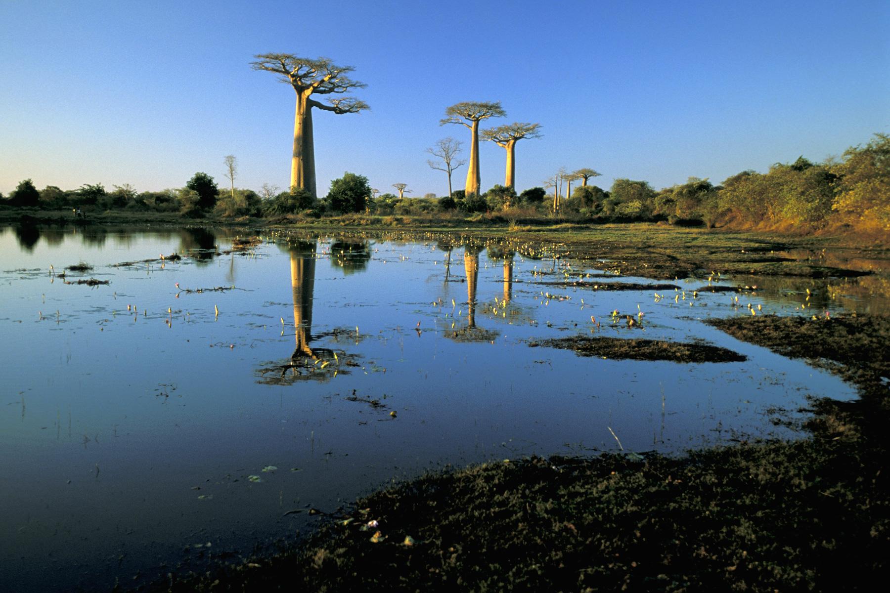 Madagascar - Baobabs dans la région de Morondava (reflet dans plan d'eau).
