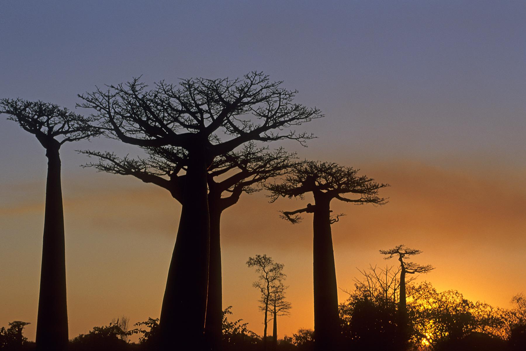 Madagascar - Coucher de soleil sur l'allée des baobabs à Morondava.